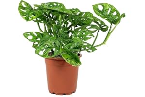 American Plant Exchange Monstera Adansonii 6-Inch – Live Swiss Cheese Vine Plant, Easy-Care Trailing Houseplant, Low-Maintenance Air-Purifying Greenery for Home, Office & Garden Décor