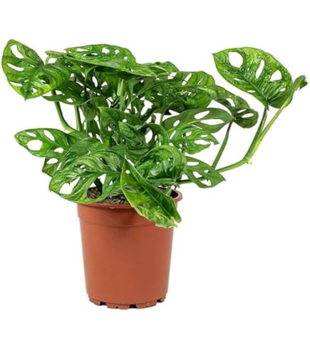 Amazon.com : Split Leaf Philodendron - Live Plant in a 4 Inch Pot - Monstera  Deliciosa - Beautiful Clean Air Indoor Plant : Patio, Lawn & Garden