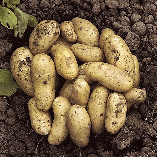 [- Starter Potato Growing Kit - 3 varieites, 3 growpots & fertiliser  -]