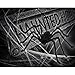 AmyHomie Giant Halloween Scary Yard Outdoor Decor, Fake Large Hairy Spider Props Christmas, 50inch, Black