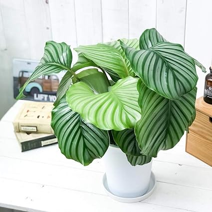 Amazon Co Jp 観葉植物 カラテア オルビフォリア 6号鉢 受け皿付き 育て方説明書付き Calathea Orbifolia ホーム キッチン Amazon Co Jp 観葉植物 カラテア オルビフォリア 6号鉢 受け皿付き 育て方説明書付き Calathea Orbifolia ホーム キッチン