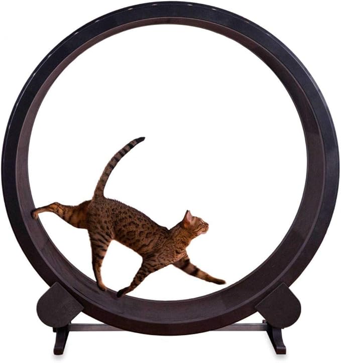 Phasuk Cat Exercise Wheel Indoor Kitty Play Toy Treadmill