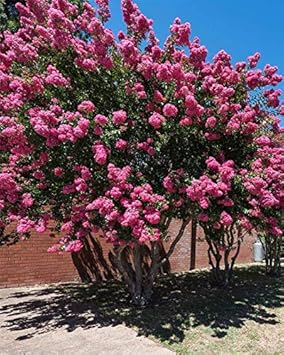 Risitar Graines 50pcs Corée Lilas Des Indes Violetrouge