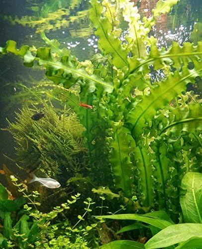 Live Aquarium Plant Bulb Aponogeton Boivinianus | Capuronii | Madagascar Lace | Ulvaceus and More!