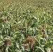 200 Sweet Sorghum Seeds Organic High Quality Grains