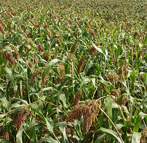 200 Sweet Sorghum Seeds Organic High Quality Grains