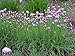 Chive Herb * Bulk * 1000 Seeds * Gourmet *