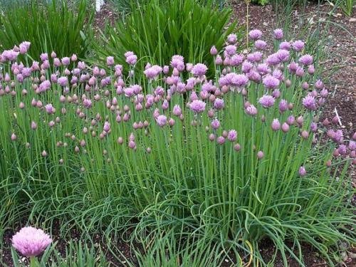 Chive Herb * Bulk * 1000 Seeds * Gourmet *