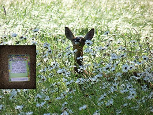 Grass & Wild flower Meadow seed Clay/heavy soils 800 grams. MeadowMania Native UK seed. Covers up to 200 square metres