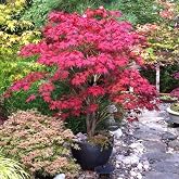Brighter Blooms Bloodgood Japanese Maple Tree, 4-5 ft. | No Shipping to AK, AZ, HI