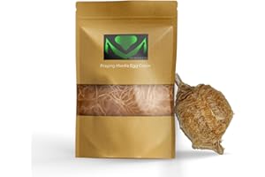 USMANTIS Praying Mantis Ootheca Egg Case with Hatching Habitat Bag (1 Egg Case) - Stem Education Comes with a Transparent Window Bag, Egg Case Produces Approximately up to 400 Baby Nymphs (T Sinensis)