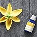 Ylang Ylang Organic Essential Oil from Ancient Apothecary, 15 mL - 100% Pure and Therapeutic Grade