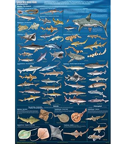 ☆レア☆THE WORLD MOST DANGEROUS SHARKS ポスター The World's Most