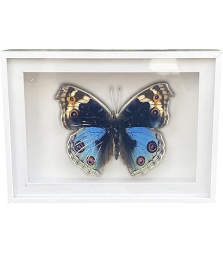 Amazon.com: BicBugs Morpho helena REAL FRAMED BUTTERFLY BLUE