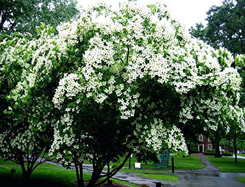 White Flowering Dogwood Tree - Healthy Established Plant - Flowering - 1 Gallon Potted - 1 Plant by Growers Solution