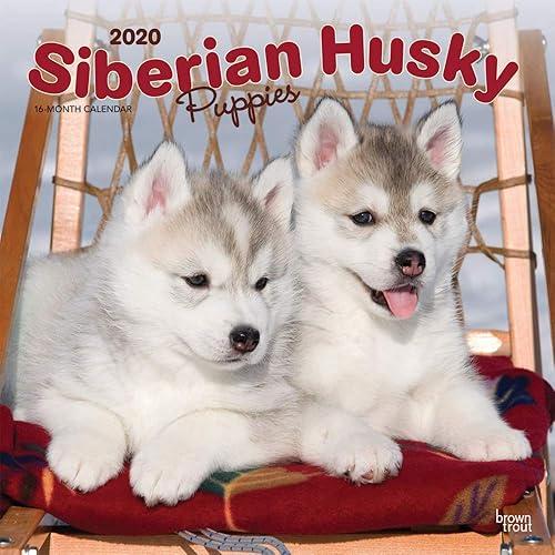 Download Siberian Husky Puppies 2020 Calendar PDF