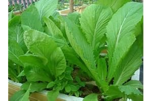 SVI 1 packet (500+ seeds) - Chinese Mustard - Small Gai Choi - Cai Be Xanh - Seeds
