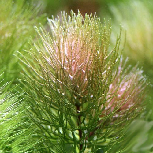 春早割の 水草 マツモ 南米産レッドタイプ 4本 本州 四国限定 生体 品質満点ランキング1位の