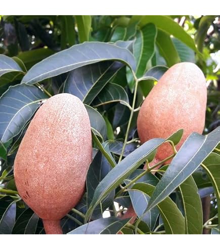 DiabetesSiSeCura: Semillas de caoba contra la Diabetes