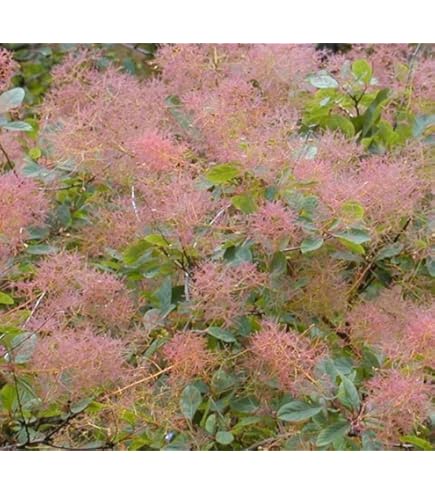Amazon.com : Cotinus coggygria: Smoke Tree Seeds : Tree Plants : Patio,  Lawn & Garden