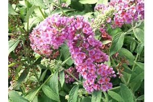 Greenwood Nursery: Live Shrub Plants - 'Bicolor' Butterfly Bush + Buddleja/Buddleia x Weyeriana - [Qty: 2X Pint Pots] - (Click for Other Available Plants/Quantities)