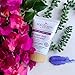 Eco by Sonya - Natural Super Acai Facial Exfoliator (3.38 fl oz | 100 ml)