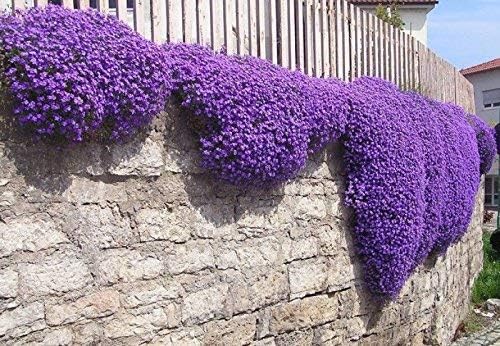 Yukio SEED CORNER - Rare Aubrieta Seeds (Purple Cascade), Attract Bees, Bumblebee, Butterflies, sea of ​​Flowers Hardy Perennial Flower Seeds for rockeries, Banks and Walls