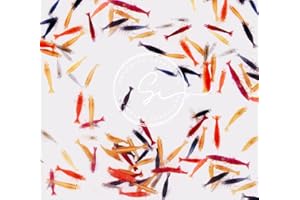 Live Aquarium Shrimp – Premium Grade Neocaridina & Caridina (Blue Dream/Red/Goldenback/Rili/Crystal Black/Amano) by Swimming Creatures™ (20 Premium Mixed (5 Colors))