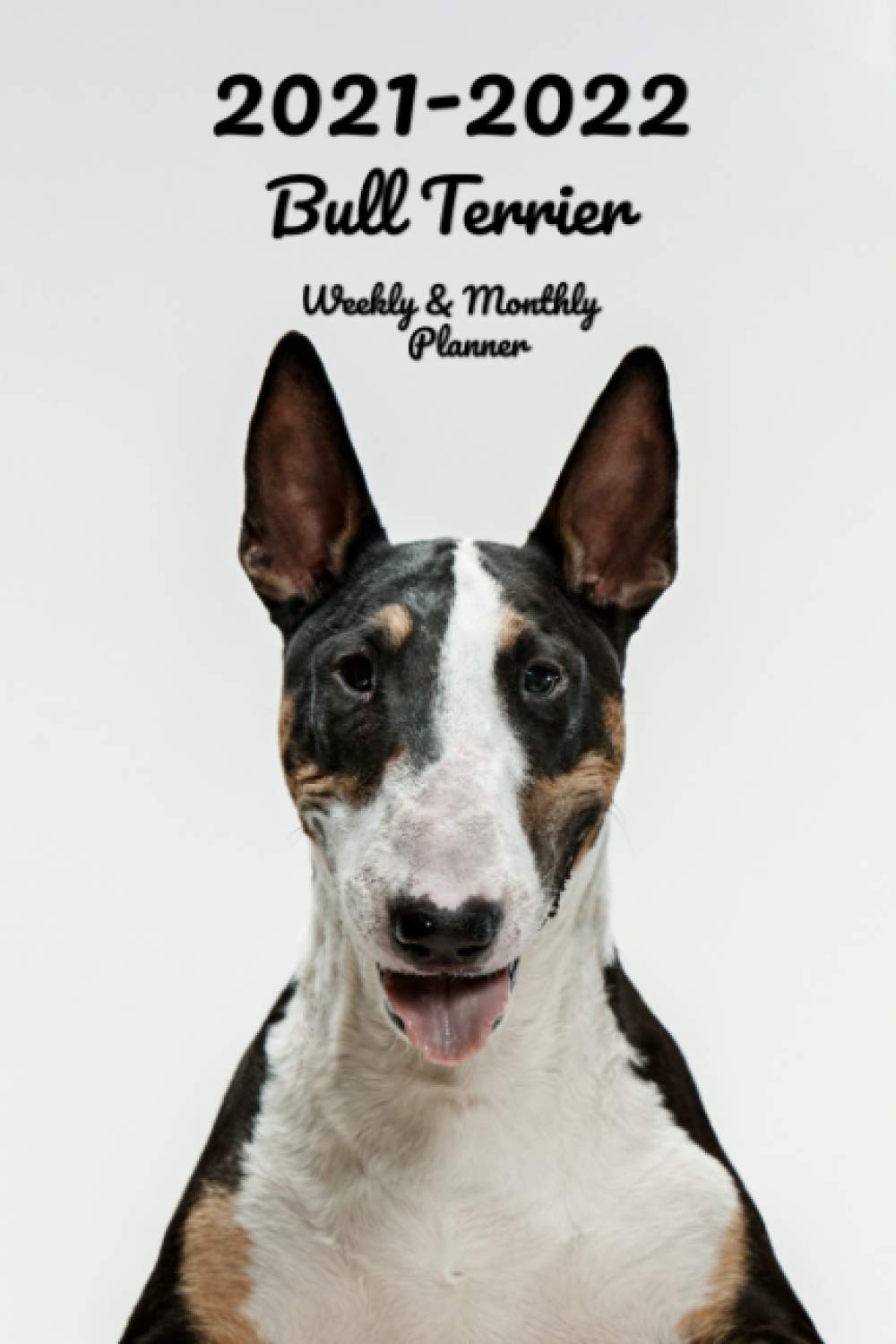pocket bull terrier