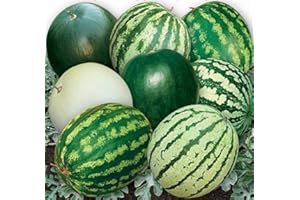 SeedsUP - BIG PACK 100+ Watermelon 33 Hercules Early - Fruit Mix