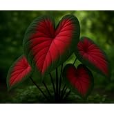 2 Royale Flush Caladium Bulbs for Planting - Great Indoor Plants