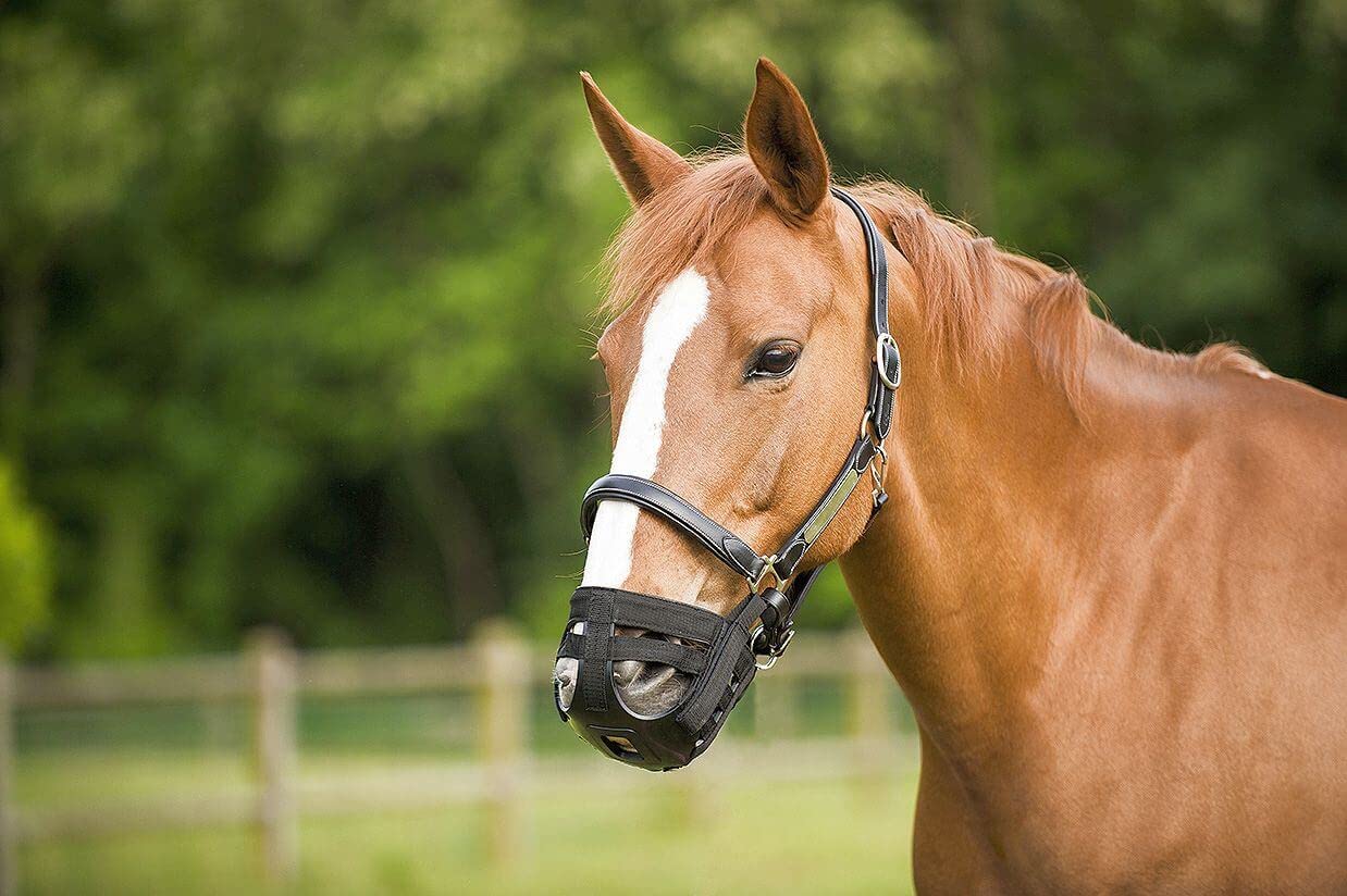 Basket Muzzle Horse