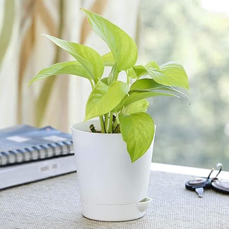 Ugaoo Good Luck Money Plant Golden Pothos with Pot