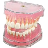 Dentalmall Dental Demonstration Teeth Model - Standard Study Teaching Dental Mode with All Removable Teeth #4004 Silica Gel Material Soft and Bendable Teeth Typodonts
