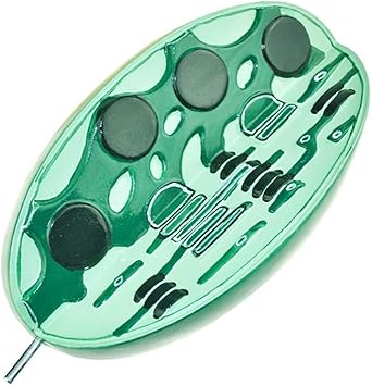 Amazon Co Jp 教育モデル葉緑体構造モデル生物学的教育モデル中学校生物学科学的葉緑体モデル生物学科学教育教育ツール スポーツ アウトドア