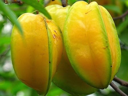Creative Farmer Live Plant Kamrak/Star Fruit/Carambola Tree Saplings Hybrid Indoor Fruit/Birambi Bearing (1 Healthy Live Fruit Plant) (PLANT-90-STARFRUIT724ll@)