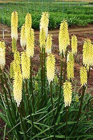 Amazon 真夏に開花 性質強靭 クニフォフィア トリトマ ミニスター ヴァーシュアー 苗 １株 Diy 工具 ガーデン