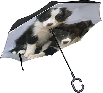 border collie umbrella