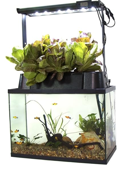 aquaponics 40 gallon aquarium - aquaponic