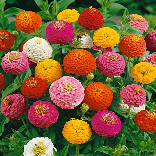 Outsidepride Zinnia Elegans Lilliput Heat & Drought Tolerant Garden Cut