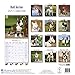 Bull Terrier Calendar 2017 - English Bull Terrier - Dog Breed Calendars - 2016 - 2017 wall calendars - 16 Month by Avonside