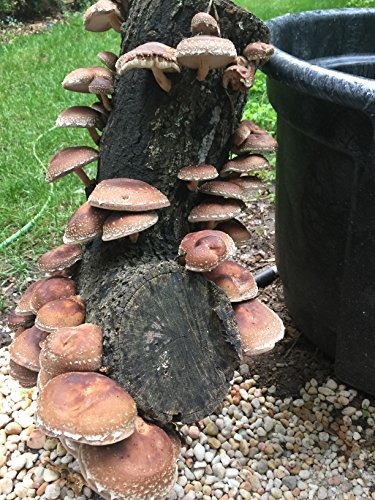 11" Skinny Girl WR Shiitake Mushroom Log Grow Amazing Edible Mushrooms Kit