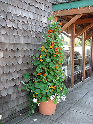 Creative Farmer Flower Seeds : Nasturtium Best Mix Garden Seeds For Flower Plants Creepers And Climbers Plants- Garden Herge Garden [Home Garden Seeds Eco Pack] Plant Seeds