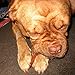 Peppy Pooch 6” Bully Sticks. USA Beef. All Natural Chews for Dogs. 12 Pack.