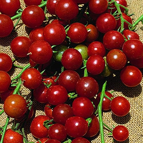 Gardeners KitchenTomato Plants - 'Sweet Millions' - 3 X 9cm Pot Vegetable Plants.