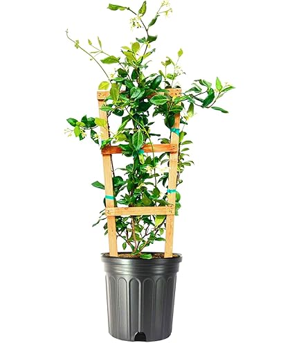 Amazon.com : Star Jasmine | 3 Extra Large Trade 3 Gallon Plants
