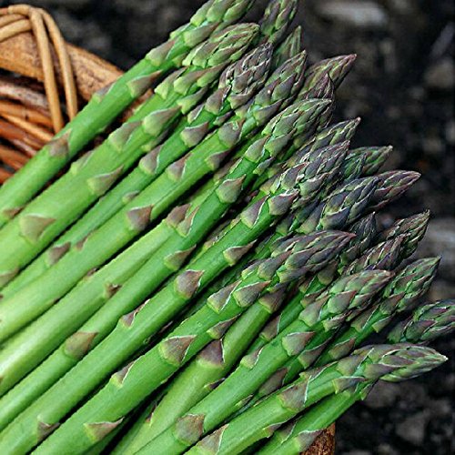 Asparagus seed - 20PCS Garden Vegetable Asparagus Officinalis Seeds by DOM - Asparagus seed