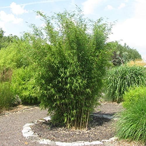 1,000 Fargesia nitida Clumping Bamboo Seeds Blue Fountain Bamboo USA Seller