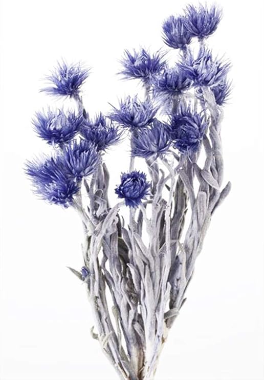 Amazon そらプリ 固まるハーバリウム ドライフラワー 大地農園 ミニシルバーデージー 小分け コバルトブルー ドライフラワー オンライン通販