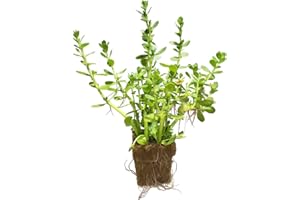 THE SUN AVE 1. Bacopa Monnieri Easy Freshwater Live Aquarium Plant with Roots (7+ Stems)